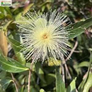 syzygium-jambos-01