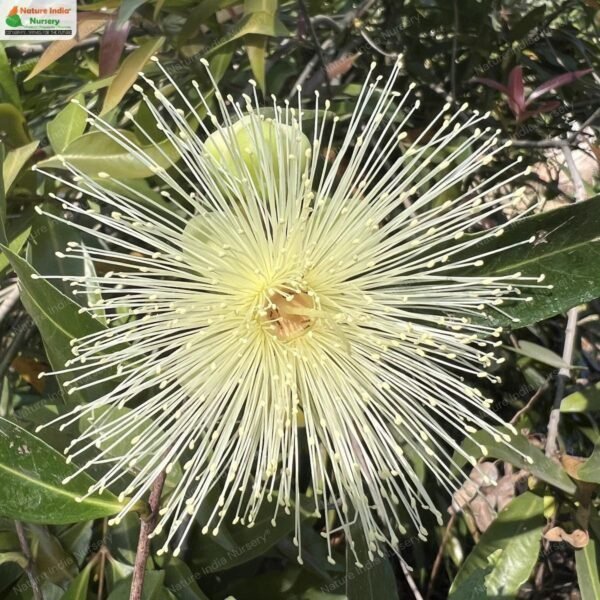 syzygium-jambos-04