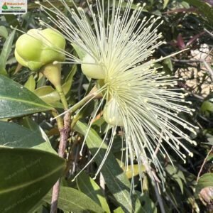 syzygium-jambos-08