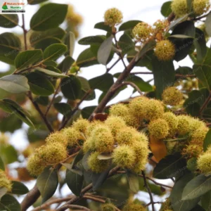 terminalia-phillyreifolia-01
