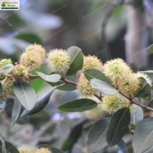 terminalia-phillyreifolia-03