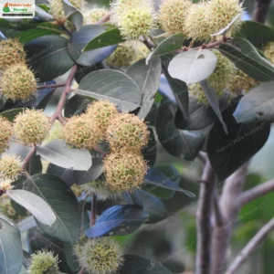 terminalia-phillyreifolia-05