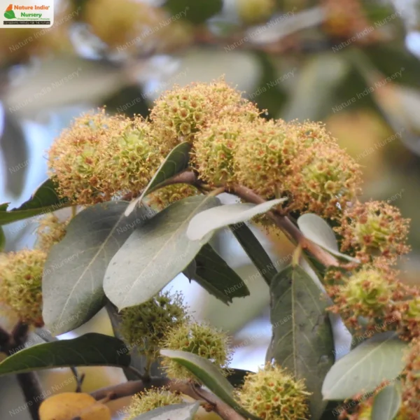 terminalia-phillyreifolia-06
