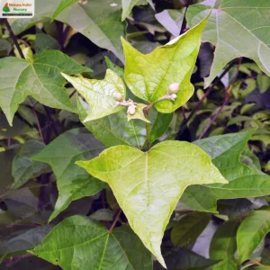 thespesia-lampas-02
