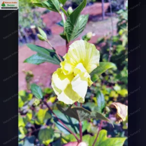 thespesia-lampas-03
