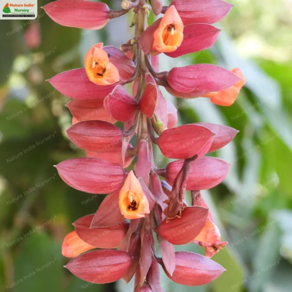 thunbergia-coccinea-01