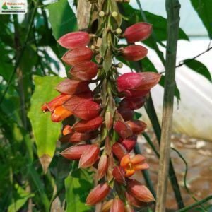 thunbergia-coccinea-01
