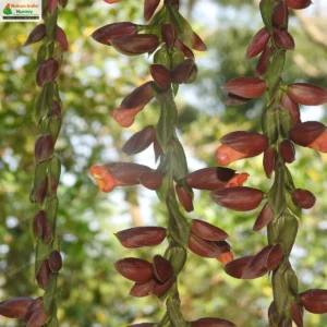 thunbergia-coccinea-02