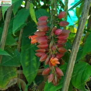 thunbergia-coccinea-02