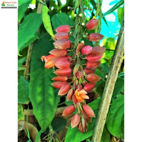 thunbergia-coccinea-03