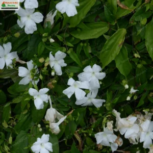 thunbergia-fragrans-02