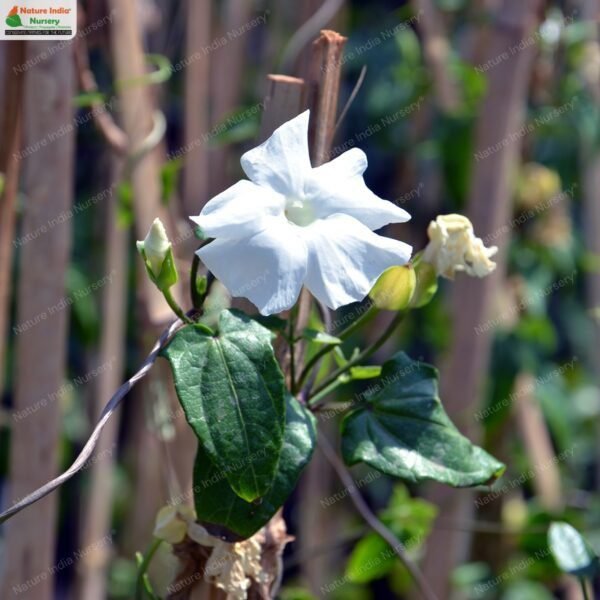 thunbergia-fragrans-02