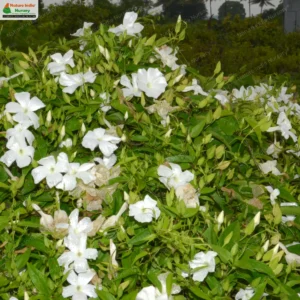 thunbergia-fragrans-03
