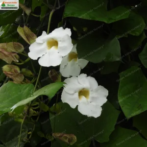Thunbergia grandiflora