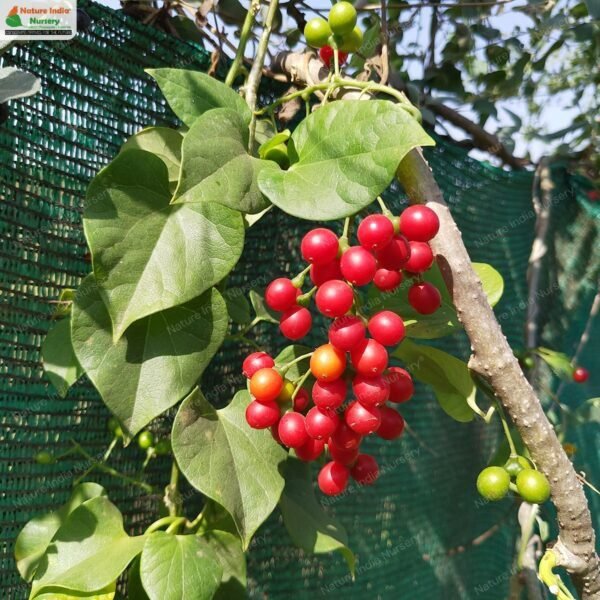 tinospora-cordifolia-01