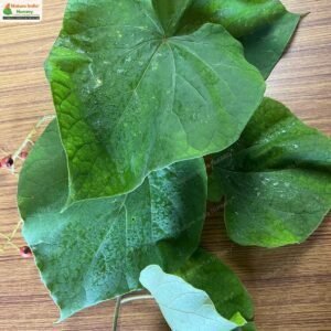 tinospora-sinensis-01