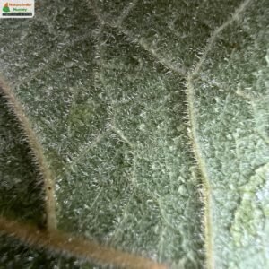 tinospora-sinensis-05