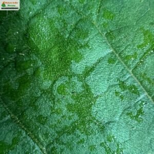 tinospora-sinensis-06