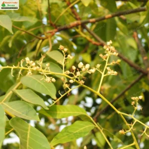 toona-ciliata-01