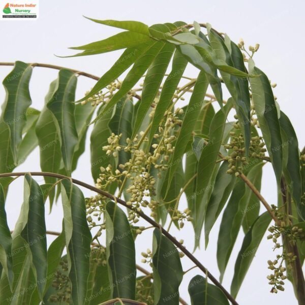 toona-ciliata-02