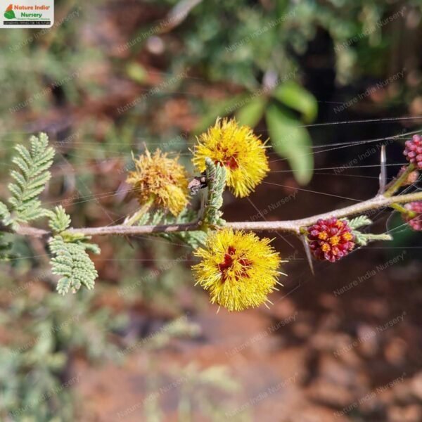 vachellia-eburnea-01
