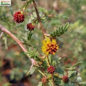 vachellia-eburnea-02