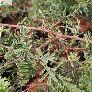 vachellia-eburnea-03