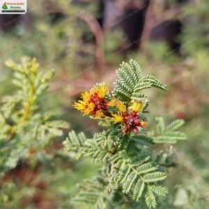 vachellia-eburnea-04