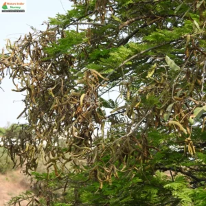vachellia-leucophloea-11