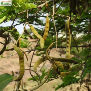 vachellia-leucophloea-12
