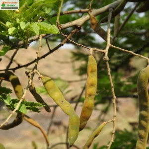 vachellia-leucophloea-13