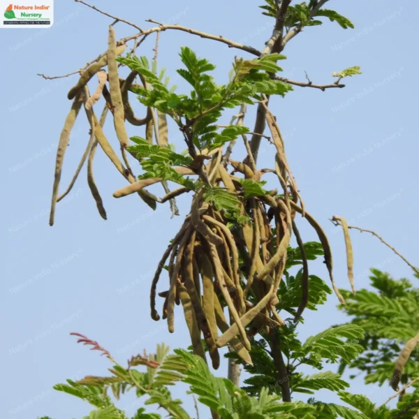 vachellia-leucophloea-21
