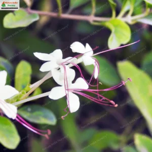Volkameria inermis