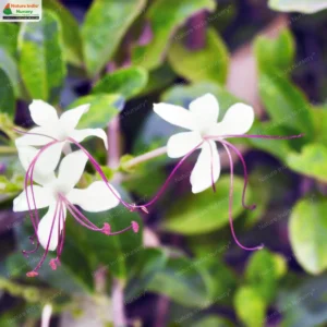 volkameria-inermis-03