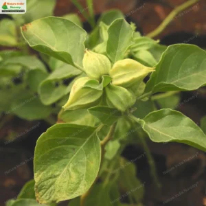 withania-somnifera-01