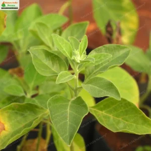 withania-somnifera-02
