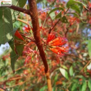 woodfordia-fruticosa-12