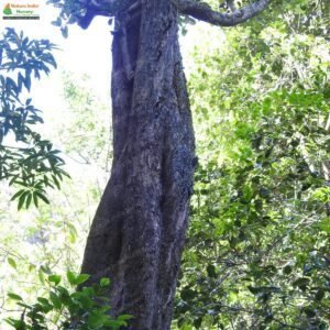 xantolis-tomentosa-02