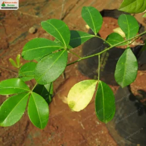 zanthoxylum-asiatica-01