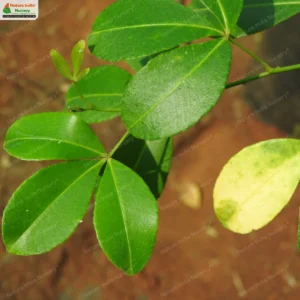 Zanthoxylum asiaticum