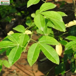 zanthoxylum-asiatica-03