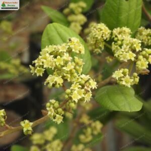 ziziphus-rugosa-01