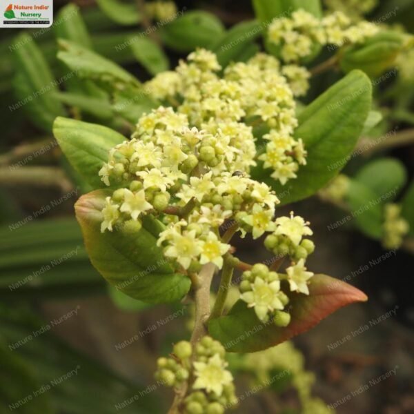 ziziphus-rugosa-04