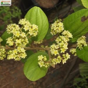 ziziphus-rugosa-06