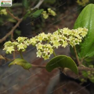 ziziphus-rugosa-07