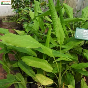 Curcuma aromatica