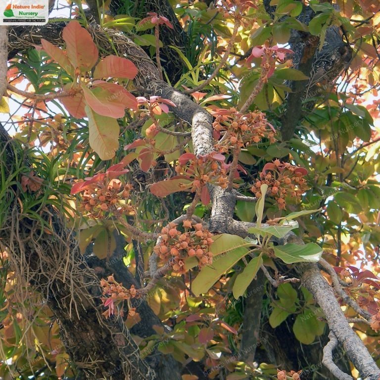 Buy Madhuca longifolia var. latifolia Plant in Bulk Online - Nature ...