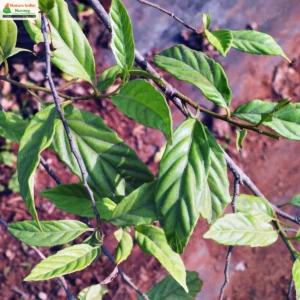 maesa-montana-02