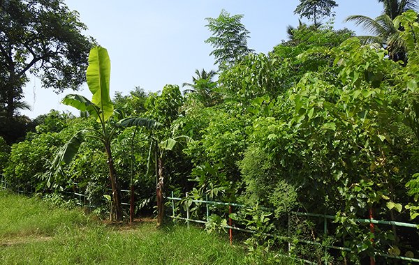 Key Features of Miyawaki Plantation