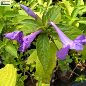 barleria-cristata-blue-01